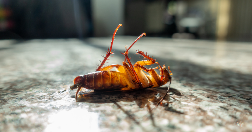 dead roach, killed by effect roach pest control