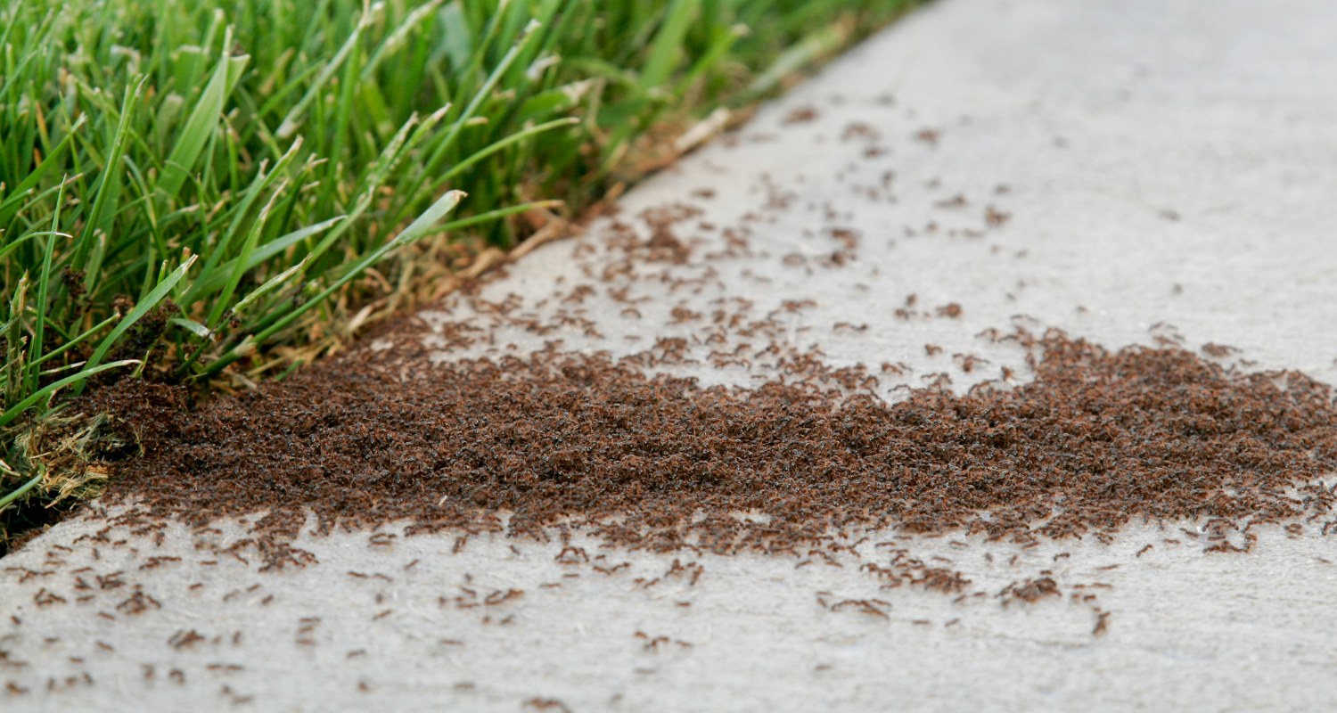 ants swarming across a sidewalk in need of ant control