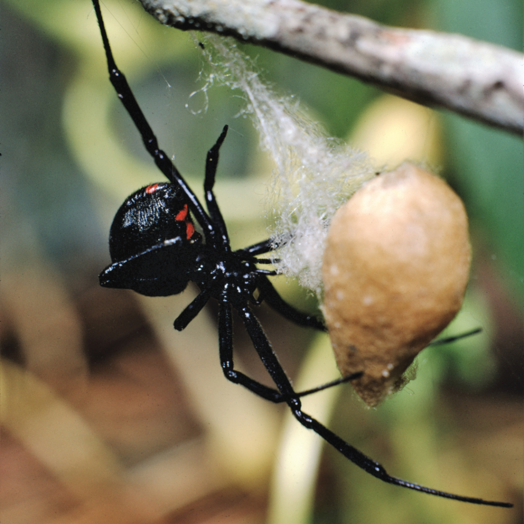 black widow spider with spider web and egg sac