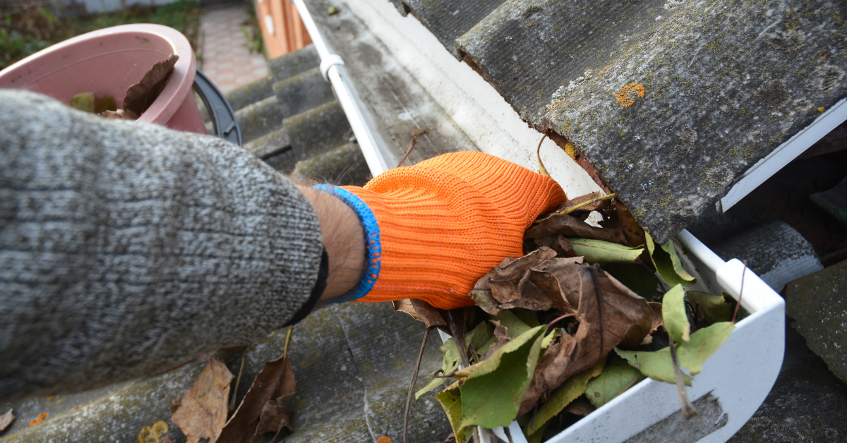 cleaning leaves out of gutter, preventative pest control