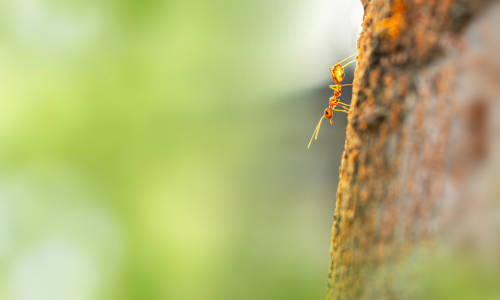 a single fire ant climbing down a branch