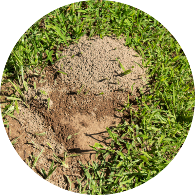 fire ant mound in grass