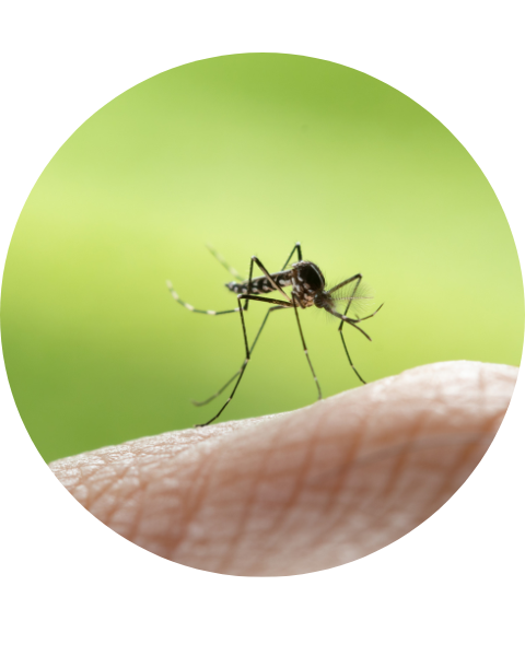 a mosquito landing on skin in the outdoors