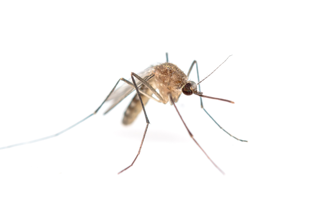 close-up of mosquito pest