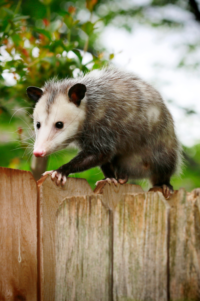 opossum running across a wooden fence