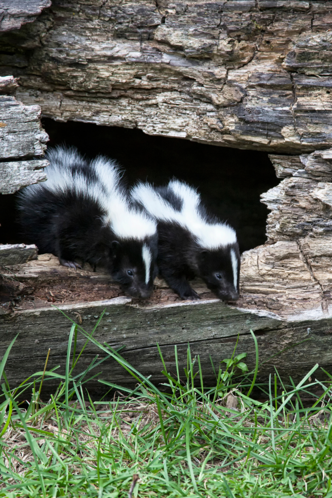 skunk wildlife hiding in a log
