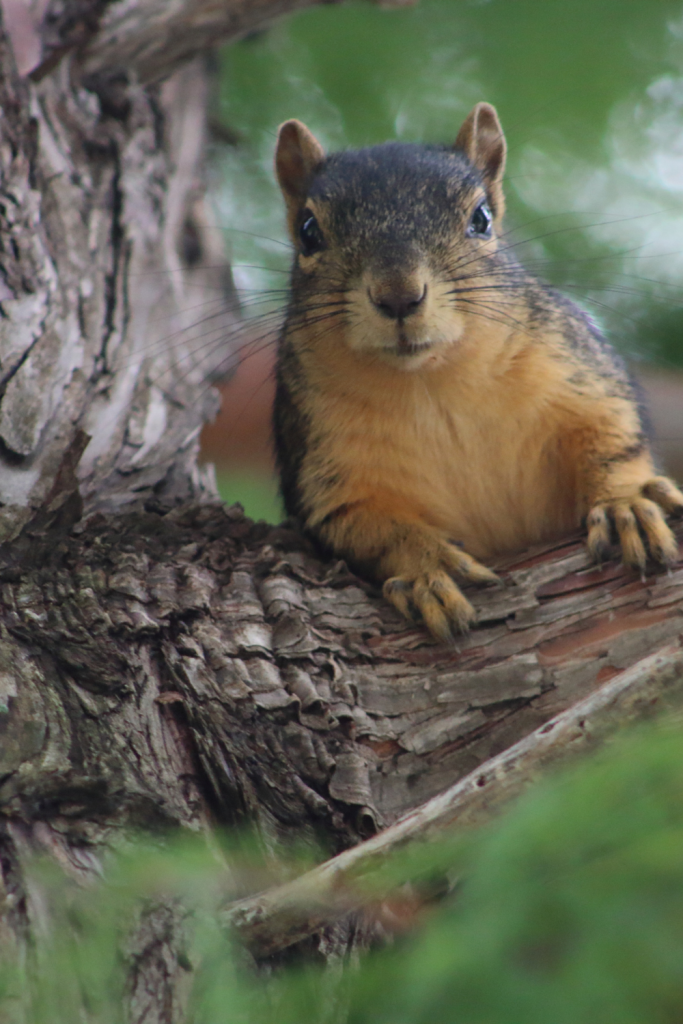 a squirrelly squirrel wildlife on a tree branch