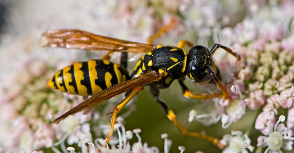 Yellow jacket wasp feeding on nectar