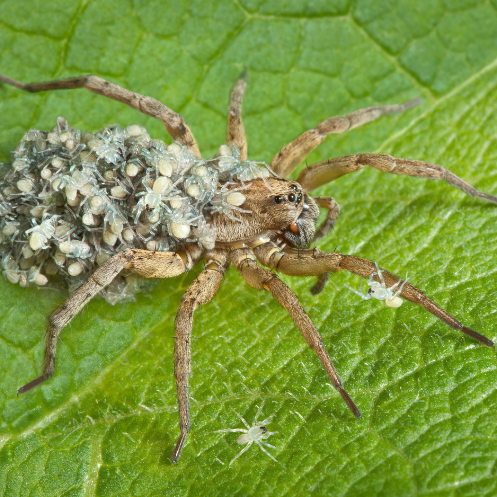spider pest with spiderlings