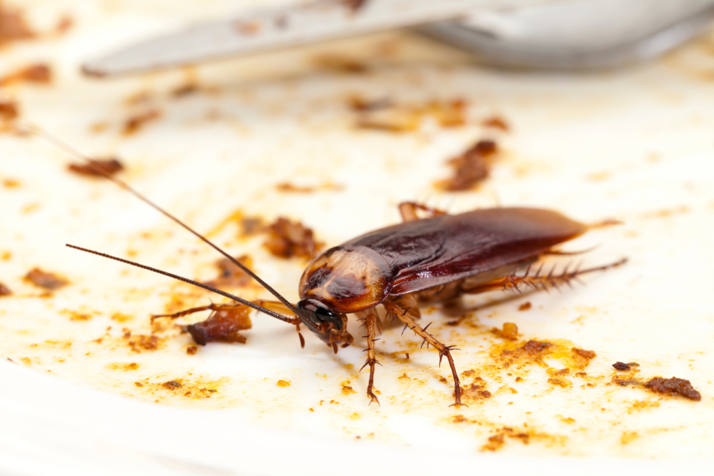 roach feeding on dirty surface