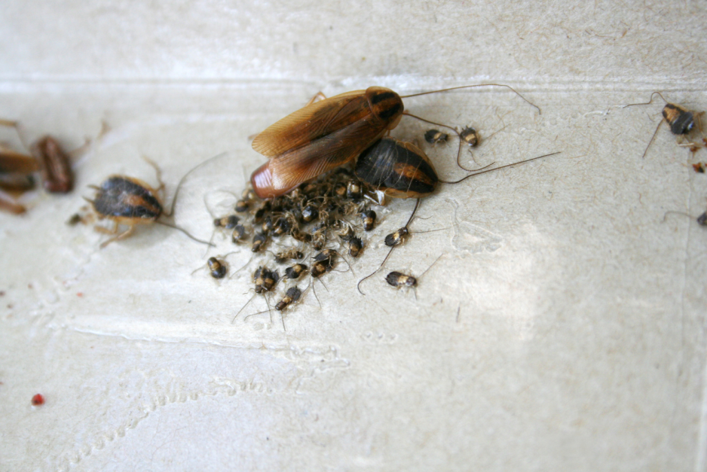 German roach cockroach pests
