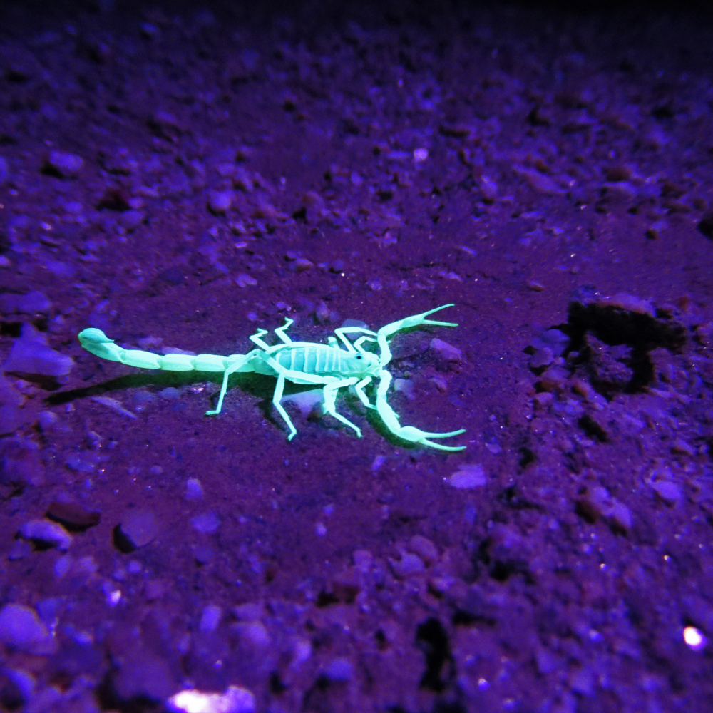 scorpion pest in ultraviolet light