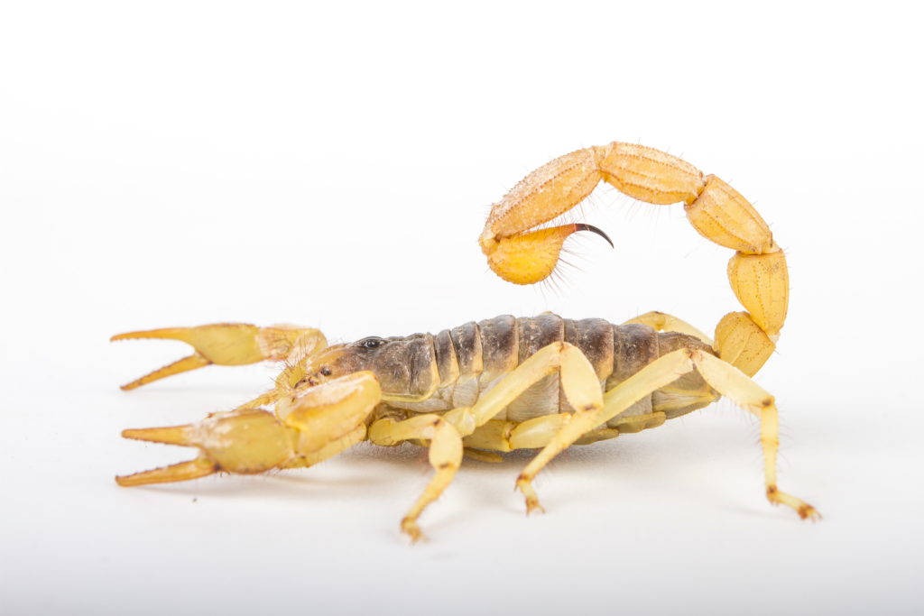 scorpion pest