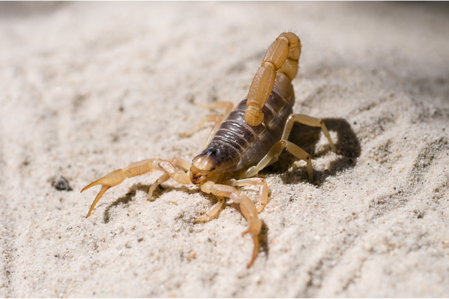 scorpion pest